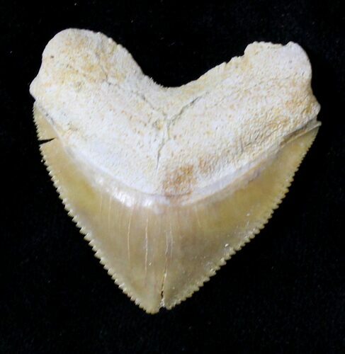 Nice Squalicorax (Crow Shark) Fossil Tooth #19287